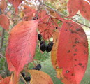 viburnum lentago